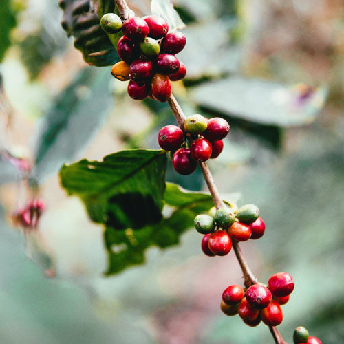 Why has the price of coffee spiked?